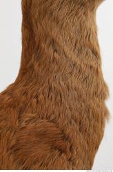 Photo Textures of Animal Skin